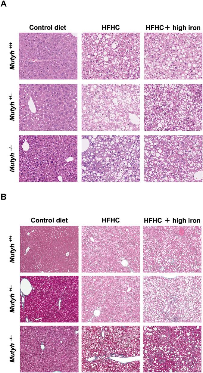 https://cdn.ncbi.nlm.nih.gov/pmc/blobs/2e07/7878918/b5ecad85bbd8/41598_2021_83138_Fig2_HTML.jpg