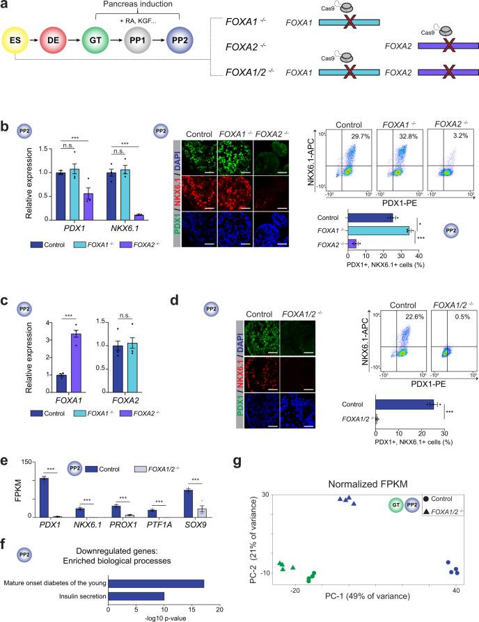 https://cdn.ncbi.nlm.nih.gov/pmc/blobs/2e07/8599738/a394b2136727/41467_2021_26950_Fig1_HTML.jpg