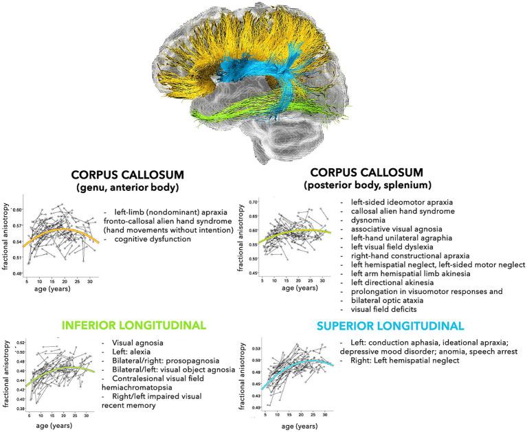 https://cdn.ncbi.nlm.nih.gov/pmc/blobs/2e08/10719860/baf4f4a6c66e/fnana-17-1242757-g003.jpg