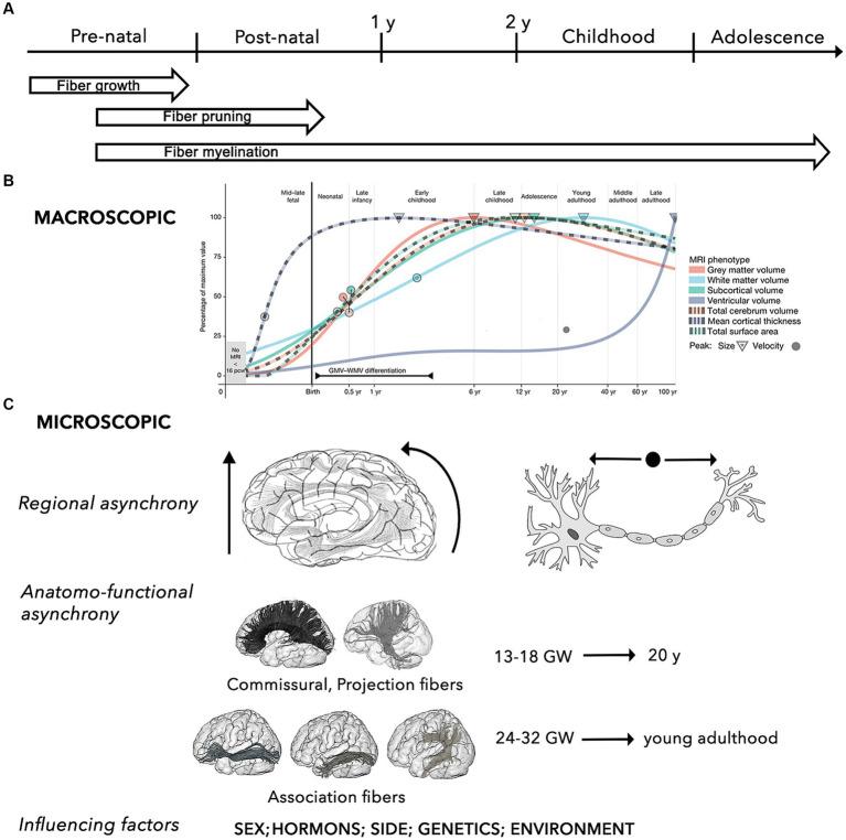 https://cdn.ncbi.nlm.nih.gov/pmc/blobs/2e08/10719860/d942bdb1da99/fnana-17-1242757-g001.jpg