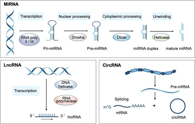https://cdn.ncbi.nlm.nih.gov/pmc/blobs/2e08/11798941/72af58e1ee3d/fimmu-15-1498781-g001.jpg