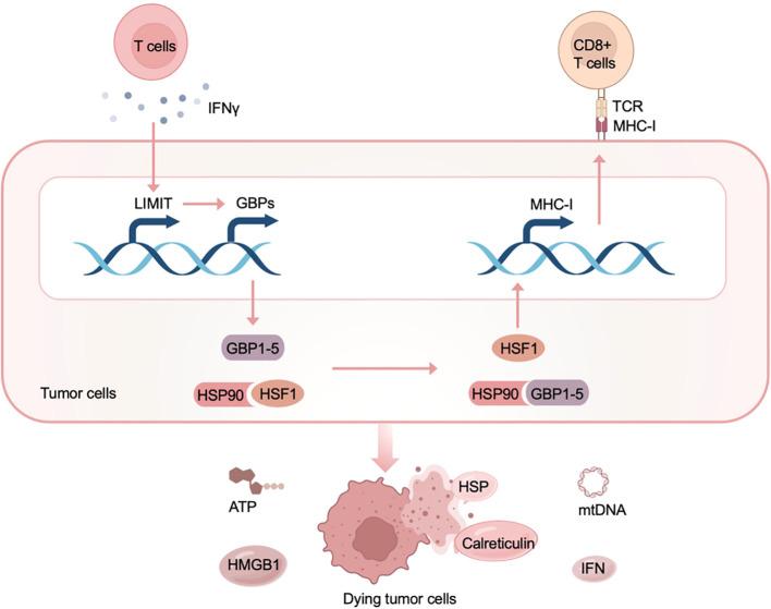 https://cdn.ncbi.nlm.nih.gov/pmc/blobs/2e08/11798941/86a07ae0175f/fimmu-15-1498781-g005.jpg