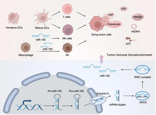 https://cdn.ncbi.nlm.nih.gov/pmc/blobs/2e08/11798941/feb576c8538b/fimmu-15-1498781-g004.jpg