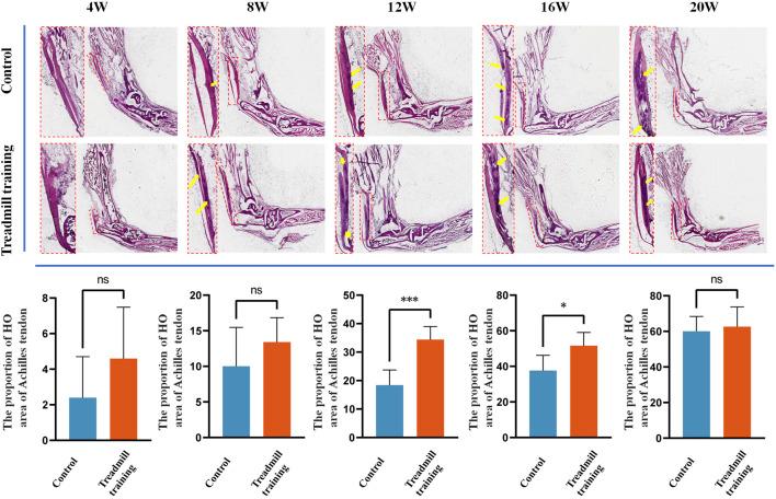 https://cdn.ncbi.nlm.nih.gov/pmc/blobs/2e0a/10600381/189285656284/fphys-14-1225898-g010.jpg
