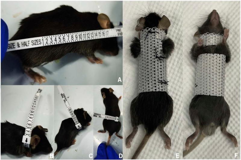 https://cdn.ncbi.nlm.nih.gov/pmc/blobs/2e0a/10600381/1fb763e5e703/fphys-14-1225898-g002.jpg