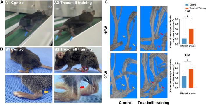https://cdn.ncbi.nlm.nih.gov/pmc/blobs/2e0a/10600381/1fd9b0110872/fphys-14-1225898-g008.jpg