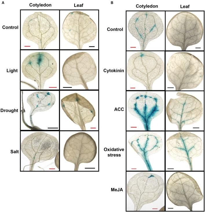 https://cdn.ncbi.nlm.nih.gov/pmc/blobs/2e0c/4940393/94af0c639a43/fpls-07-00983-g004.jpg