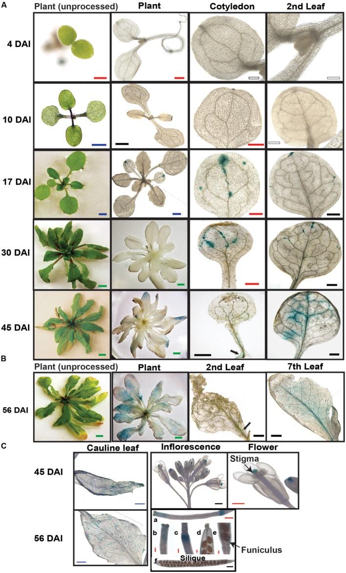 https://cdn.ncbi.nlm.nih.gov/pmc/blobs/2e0c/4940393/a4d045bcf8e3/fpls-07-00983-g003.jpg