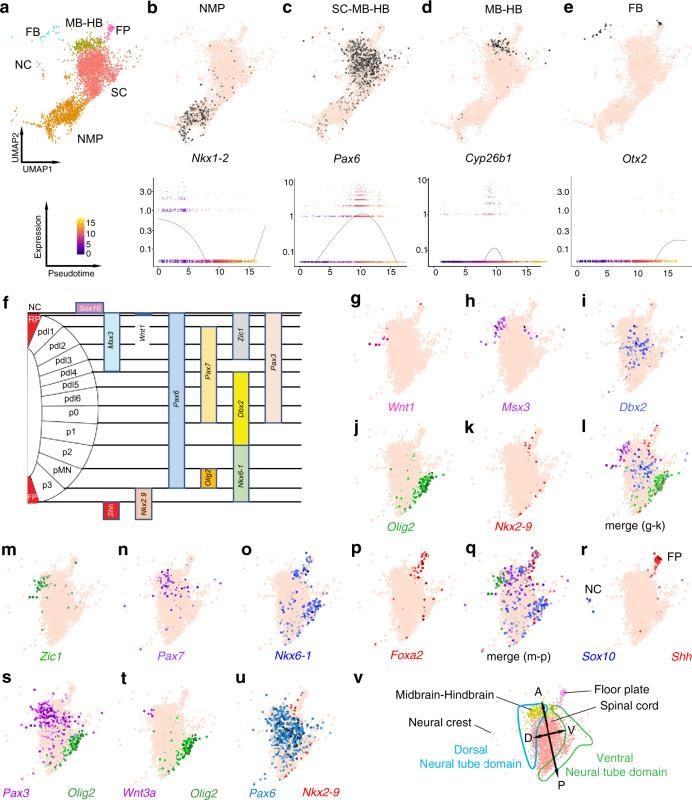 https://cdn.ncbi.nlm.nih.gov/pmc/blobs/2e0c/8172561/2198cc296381/41467_2021_23653_Fig10_HTML.jpg