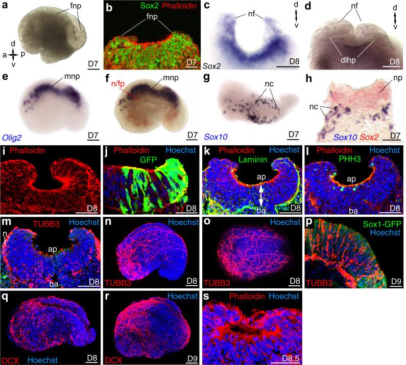 https://cdn.ncbi.nlm.nih.gov/pmc/blobs/2e0c/8172561/93b28e40b7e7/41467_2021_23653_Fig6_HTML.jpg