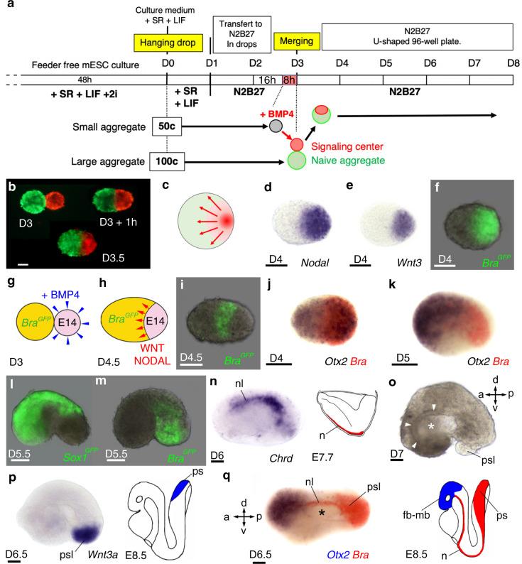 https://cdn.ncbi.nlm.nih.gov/pmc/blobs/2e0c/8172561/a9c6471a3445/41467_2021_23653_Fig1_HTML.jpg