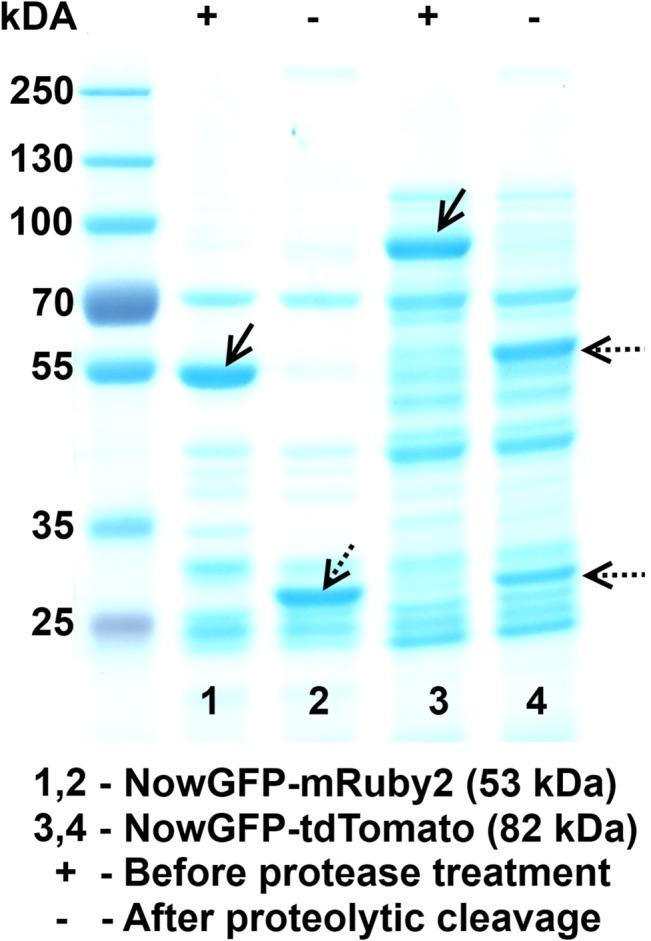 https://cdn.ncbi.nlm.nih.gov/pmc/blobs/2e11/4523203/152f24b8760a/pone.0134436.g004.jpg