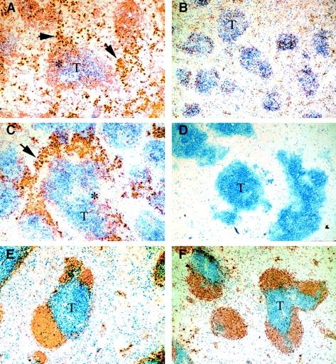 https://cdn.ncbi.nlm.nih.gov/pmc/blobs/2e13/2195612/9c0b97f3dcc0/JEM990593.f4.jpg