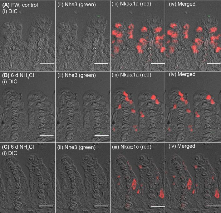 https://cdn.ncbi.nlm.nih.gov/pmc/blobs/2e14/5701670/ce655453a78a/fphys-08-00880-g0006.jpg