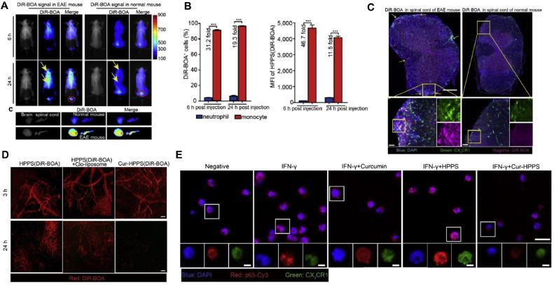 https://cdn.ncbi.nlm.nih.gov/pmc/blobs/2e15/12125590/c921cf9890fa/gr9.jpg