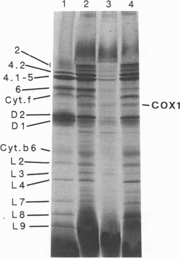 https://cdn.ncbi.nlm.nih.gov/pmc/blobs/2e19/40764/1078eb01af5b/pnas01500-0303-c.jpg