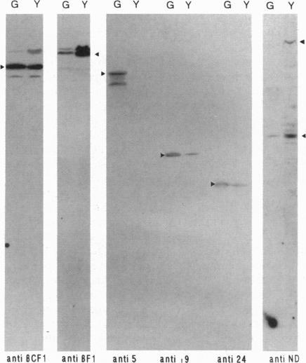 https://cdn.ncbi.nlm.nih.gov/pmc/blobs/2e19/40764/d5d0d93bce44/pnas01500-0302-b.jpg