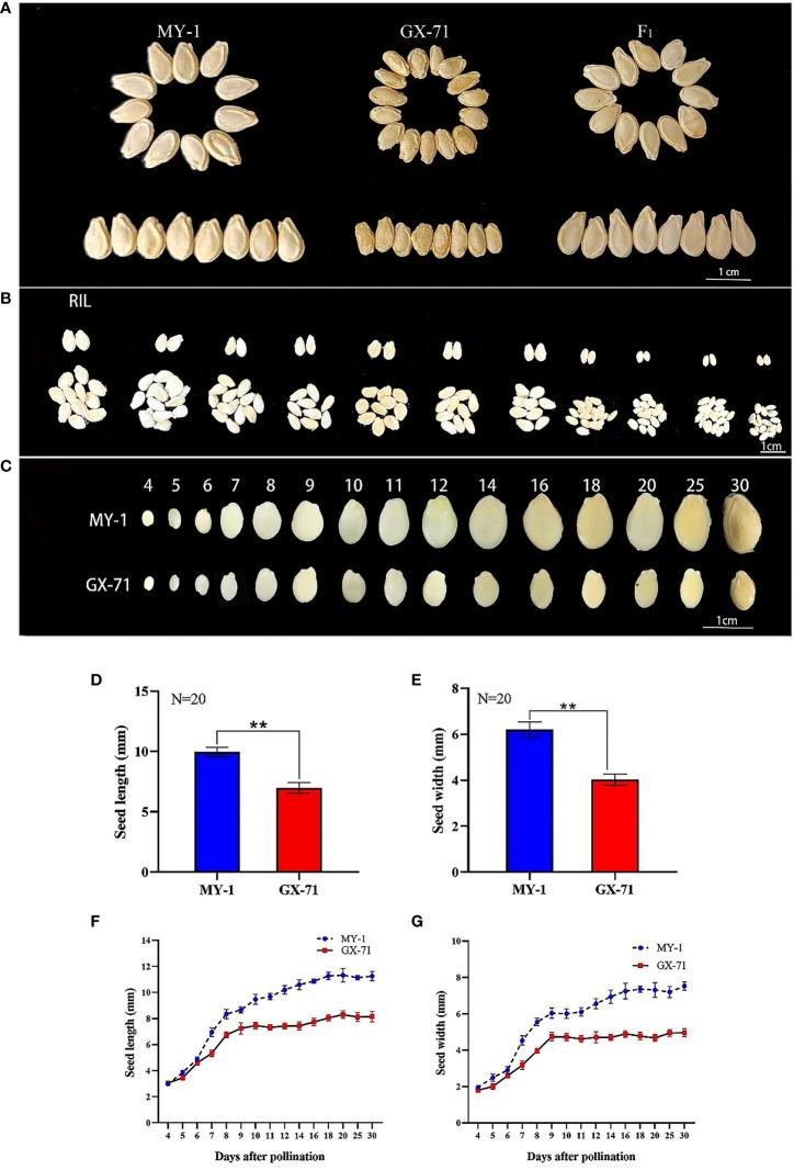 https://cdn.ncbi.nlm.nih.gov/pmc/blobs/2e1a/10570438/13943a501edf/fpls-14-1266796-g001.jpg