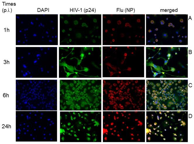 https://cdn.ncbi.nlm.nih.gov/pmc/blobs/2e1a/4076258/eaee62787371/pone.0101056.g009.jpg