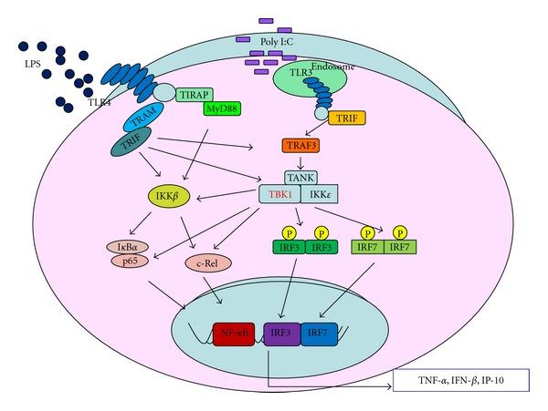https://cdn.ncbi.nlm.nih.gov/pmc/blobs/2e1b/3523167/2c11b8392044/MI2012-979105.002.jpg