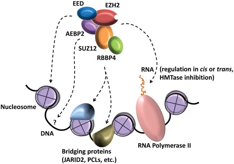 https://cdn.ncbi.nlm.nih.gov/pmc/blobs/2e1f/4647455/cefc7c9382bd/2007F01.jpg