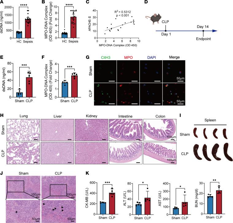 https://cdn.ncbi.nlm.nih.gov/pmc/blobs/2e23/11383165/02335c98bb9b/jciinsight-9-180132-g140.jpg