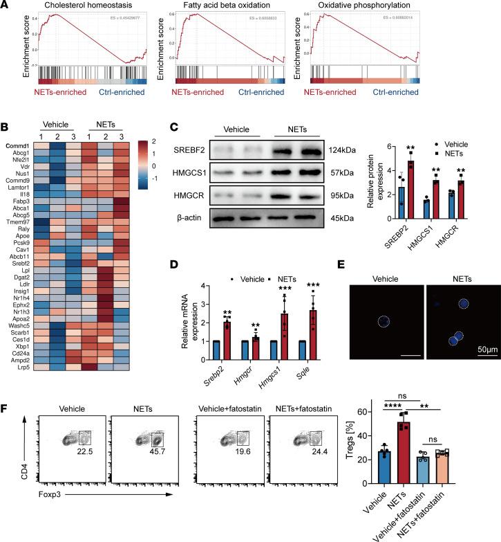 https://cdn.ncbi.nlm.nih.gov/pmc/blobs/2e23/11383165/8baa3dc45763/jciinsight-9-180132-g143.jpg