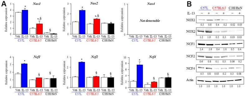 https://cdn.ncbi.nlm.nih.gov/pmc/blobs/2e23/9596223/704c58e12bab/aging-14-204309-g006.jpg