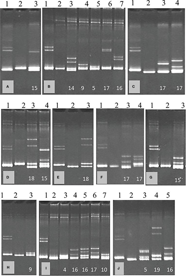 https://cdn.ncbi.nlm.nih.gov/pmc/blobs/2e24/9650399/44043e41f946/fpls-13-1024556-g003.jpg