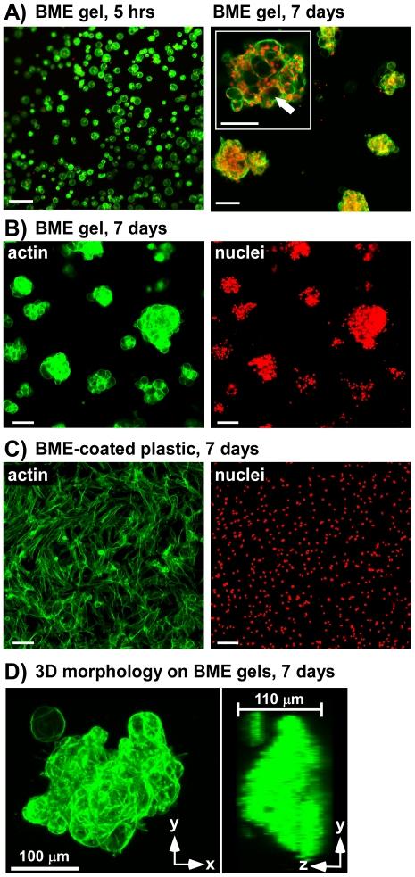 https://cdn.ncbi.nlm.nih.gov/pmc/blobs/2e28/3210142/39ce248c2db8/pone.0027170.g002.jpg