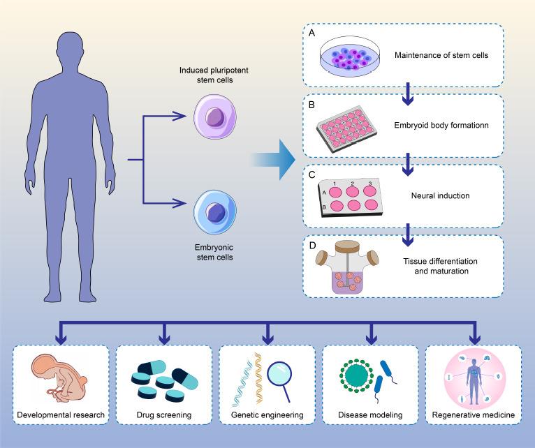 https://cdn.ncbi.nlm.nih.gov/pmc/blobs/2e29/10749595/ab47bc979c76/NRR-19-1013-g003.jpg