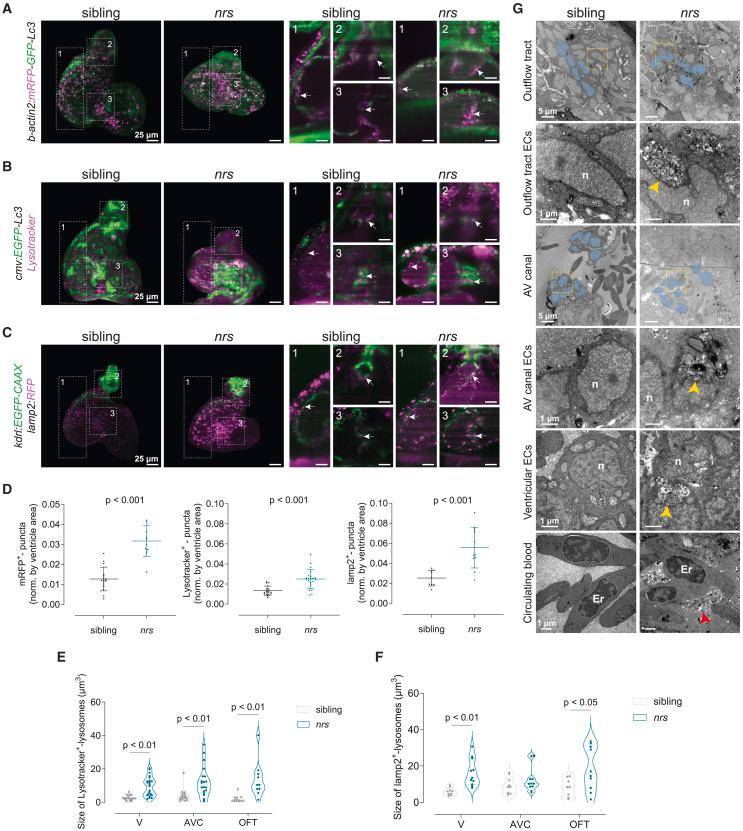 https://cdn.ncbi.nlm.nih.gov/pmc/blobs/2e2a/11667069/3723c980723c/gr3.jpg