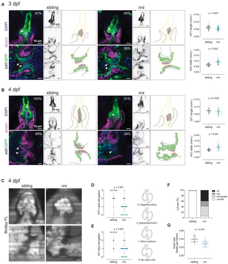 https://cdn.ncbi.nlm.nih.gov/pmc/blobs/2e2a/11667069/e230d1d434ec/gr4.jpg