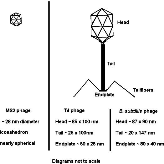 https://cdn.ncbi.nlm.nih.gov/pmc/blobs/2e31/7537671/2cb2cebefa23/annhygmen019f02_lw.jpg