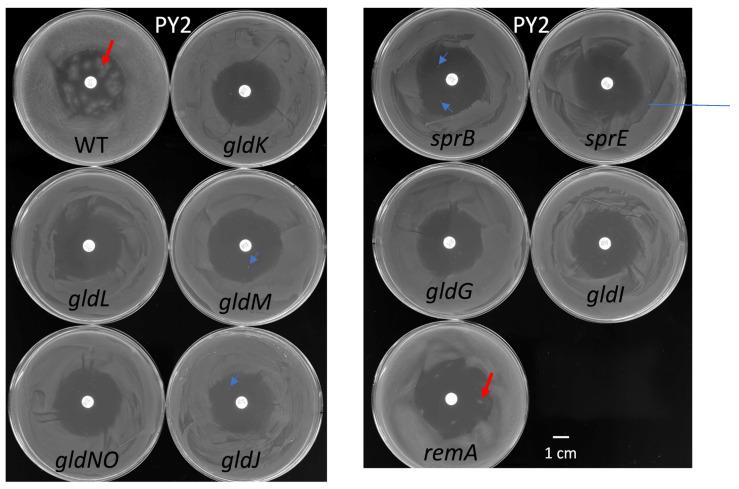 https://cdn.ncbi.nlm.nih.gov/pmc/blobs/2e33/8269157/2f879669ec2b/ijms-22-06911-g010.jpg