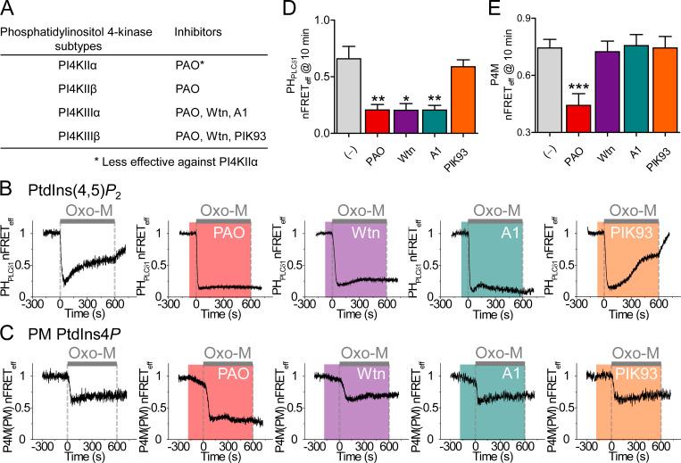 https://cdn.ncbi.nlm.nih.gov/pmc/blobs/2e36/7671494/f58bf8419c13/JGP_202012627_Fig5.jpg