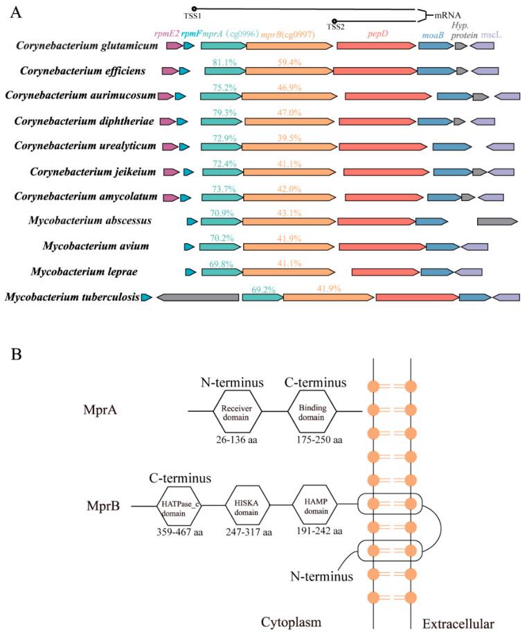 https://cdn.ncbi.nlm.nih.gov/pmc/blobs/2e3a/12113857/45e00c60c0a8/microorganisms-13-01120-g001.jpg