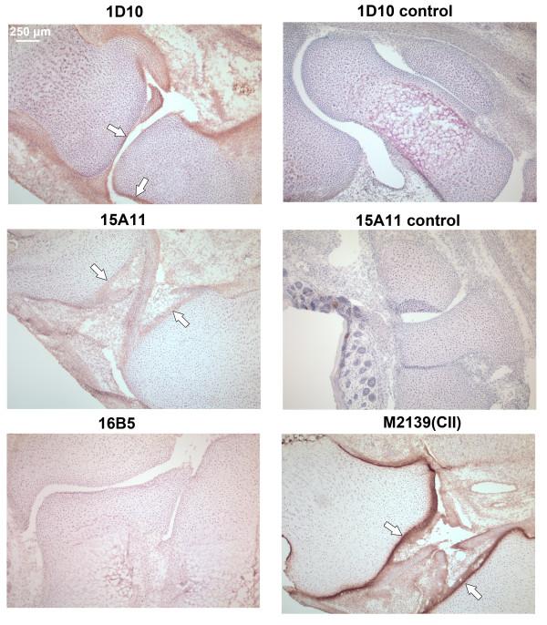 https://cdn.ncbi.nlm.nih.gov/pmc/blobs/2e3b/3580587/9825698786ea/ar4022-4.jpg