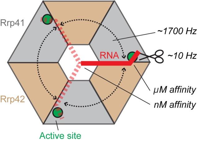 https://cdn.ncbi.nlm.nih.gov/pmc/blobs/2e3b/4824110/4b6a9280d798/gkw062fig8.jpg