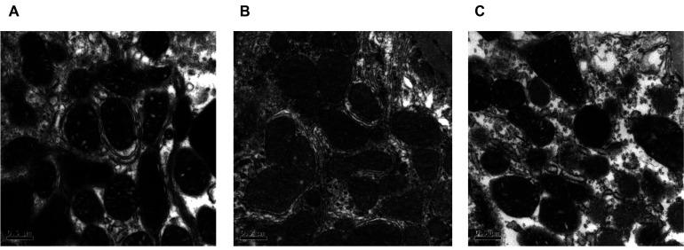 https://cdn.ncbi.nlm.nih.gov/pmc/blobs/2e3f/7445481/65c9a8e4060a/KJPP-24-403-f2.jpg