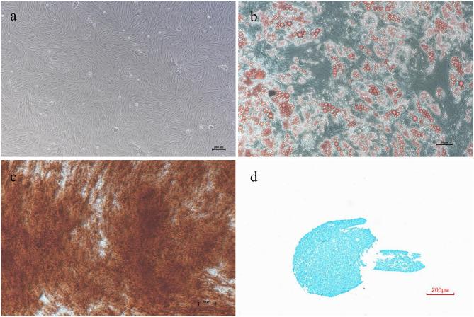https://cdn.ncbi.nlm.nih.gov/pmc/blobs/2e46/11438222/d29c90154ee2/13287_2024_3938_Fig2_HTML.jpg