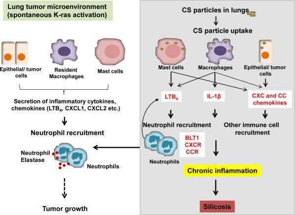 https://cdn.ncbi.nlm.nih.gov/pmc/blobs/2e46/4418220/ff0d1b2fecb9/nihms-676390-f0009.jpg
