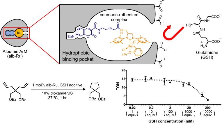 https://cdn.ncbi.nlm.nih.gov/pmc/blobs/2e46/7167364/1176d222059d/pjab-96-079-g007.jpg