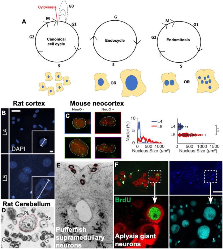 https://cdn.ncbi.nlm.nih.gov/pmc/blobs/2e49/8264763/85345b9e71b7/fcell-09-698661-g001.jpg