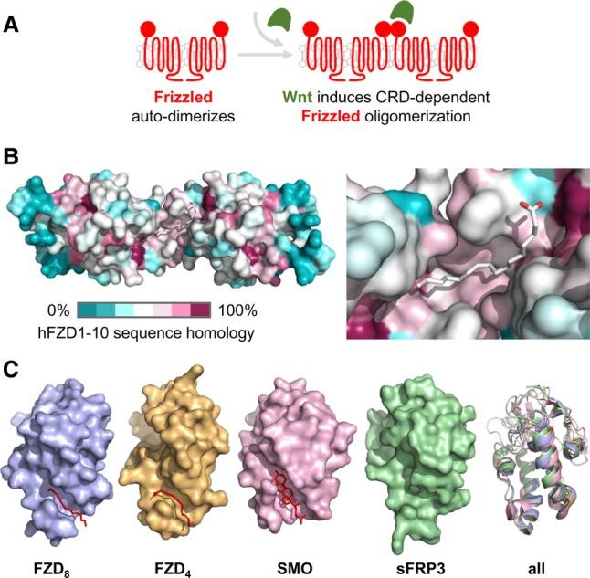 https://cdn.ncbi.nlm.nih.gov/pmc/blobs/2e4c/5458758/952ccbb6e8c0/916f07.jpg