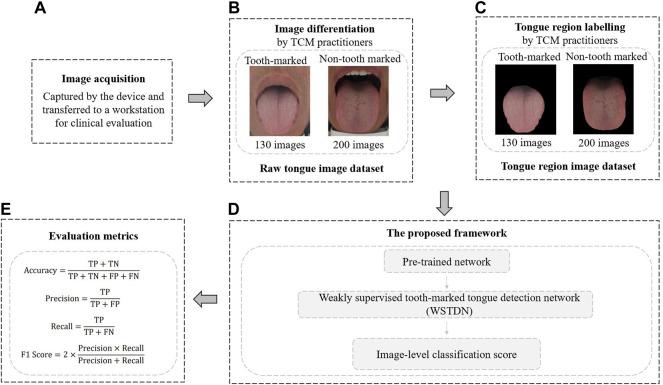 https://cdn.ncbi.nlm.nih.gov/pmc/blobs/2e4f/9039050/271d6315a76d/fphys-13-847267-g002.jpg