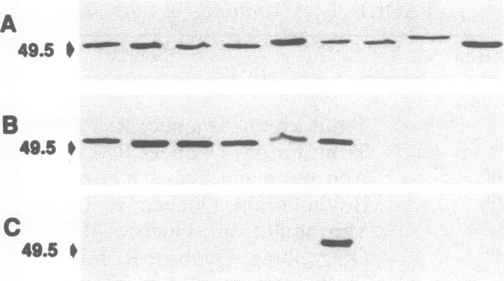 https://cdn.ncbi.nlm.nih.gov/pmc/blobs/2e51/205674/261d68b1df08/jbacter00067-0068-a.jpg