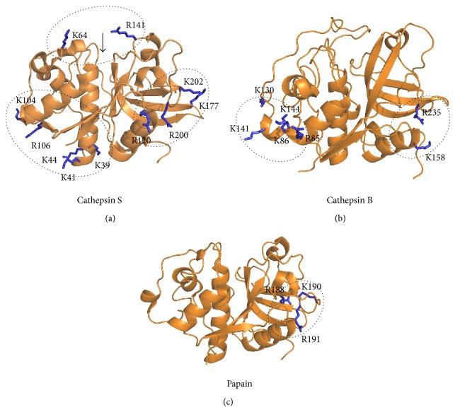 https://cdn.ncbi.nlm.nih.gov/pmc/blobs/2e51/4283429/dc7d8eeb54b0/BMRI2014-309718.003.jpg
