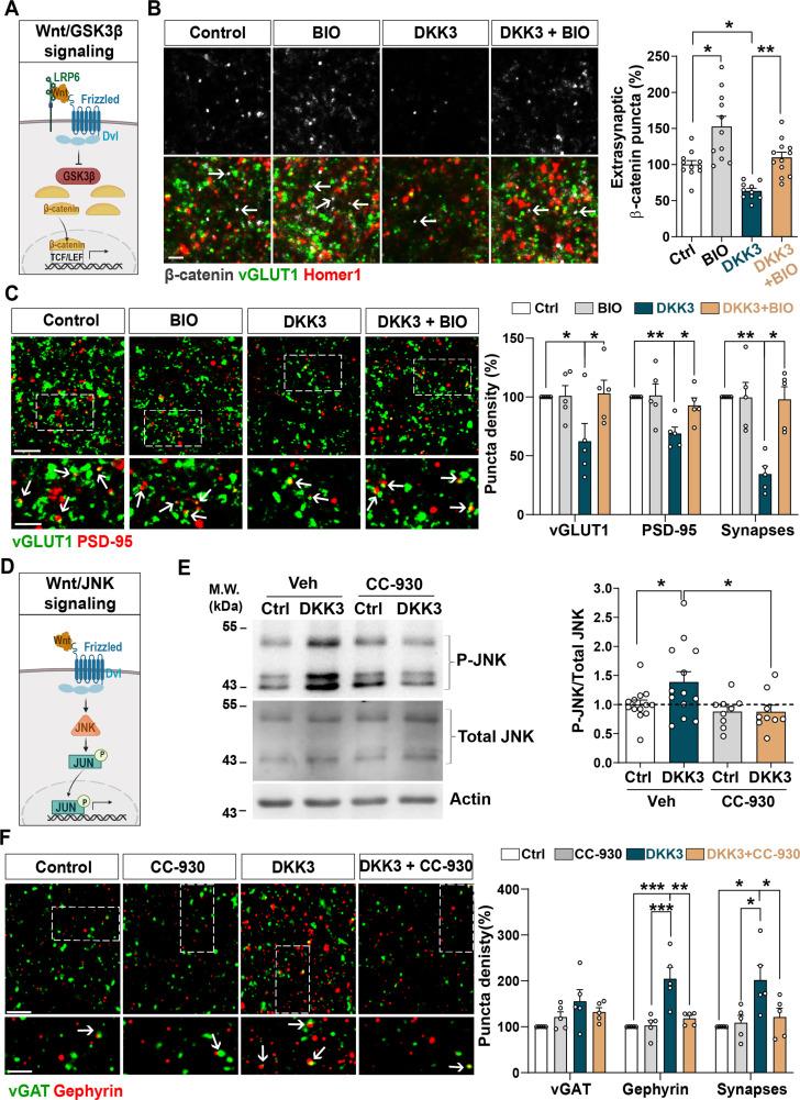 https://cdn.ncbi.nlm.nih.gov/pmc/blobs/2e53/10945611/8a74bdb3ffcb/elife-89453-fig4.jpg