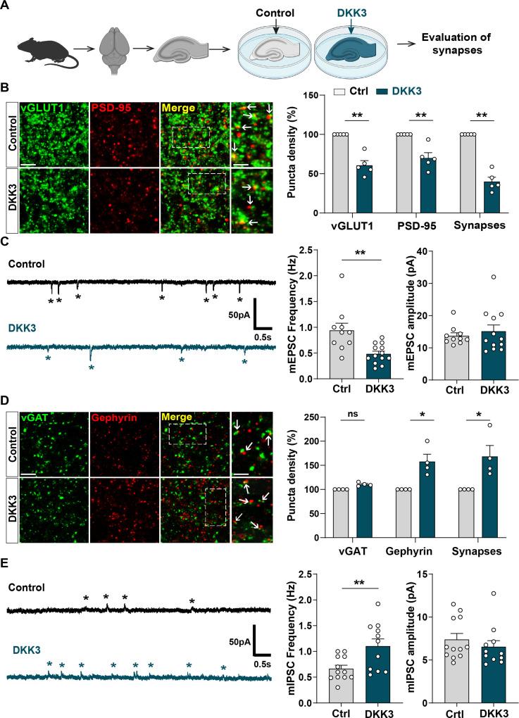 https://cdn.ncbi.nlm.nih.gov/pmc/blobs/2e53/10945611/a4c973094656/elife-89453-fig3.jpg